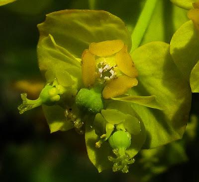Euphorbia cyparissias (Euphorbe petit-cyprès)