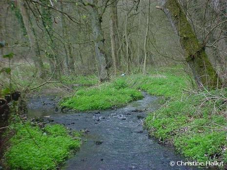 Ruisseau Gelbressée 01 (Small)