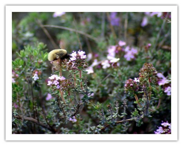 Promenade en infiniment petit