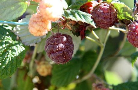 Raspberry