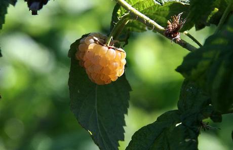 Framboise jaune Rubus idaeus