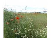 jolis coquelicots Metz-Magny