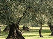Dégustez l’huile d’olive Nyons avec cuisine l’été