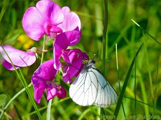 Merveilleux pois de senteur sauvages