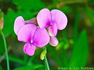Merveilleux pois de senteur sauvages