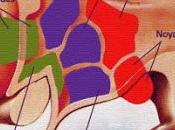 Mystère métabolique: vieillissement, obésité, diabète hypothalamus ventromédian