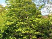 Alangium platanifolium