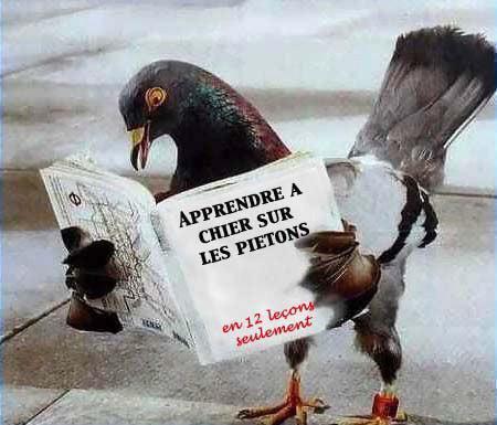 pigeon lecteur