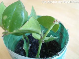 Bouture d'Aeschynanthus (suite)