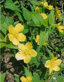 Comment multiplier la corête du Japon