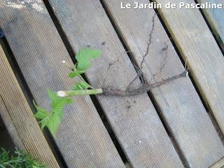 Comment multiplier la corête du Japon