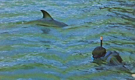 Rampal, le dauphin qui voulait nous parler | Free Dolphins Belgium