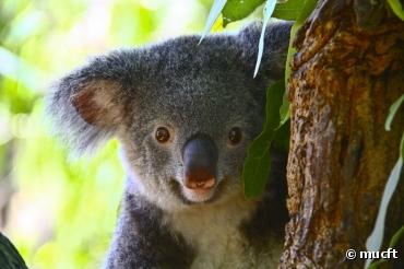Le top 5 des lieux où admirer les koalas en Australie