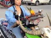 l’Amazing Thaïland [HD]