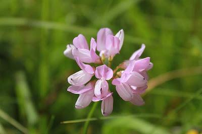 Jezainville : pelouse calcaire des Pontances