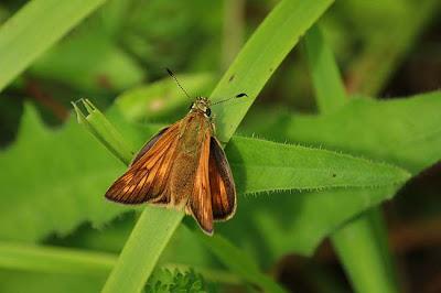 Jezainville : pelouse calcaire des Pontances