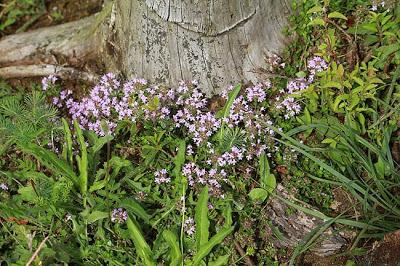 Jezainville : pelouse calcaire des Pontances