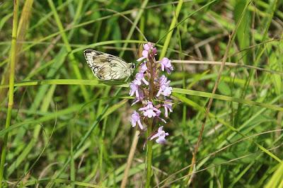 Jezainville : pelouse calcaire des Pontances