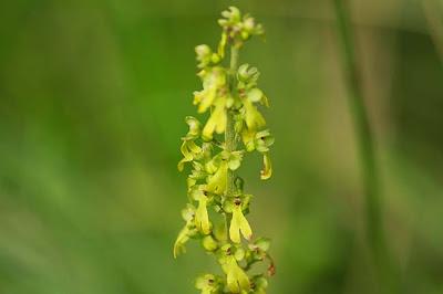 Jezainville : pelouse calcaire des Pontances