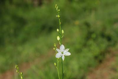 Jezainville : pelouse calcaire des Pontances