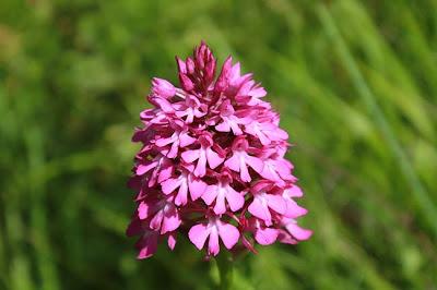 Jezainville : pelouse calcaire des Pontances