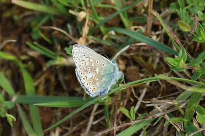 Jezainville : pelouse calcaire des Pontances