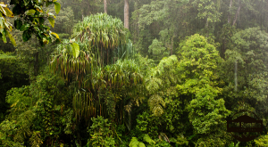 Des smartphones à énergie solaire pour sauver les arbres ? Photo CC Flickr wildsumatra