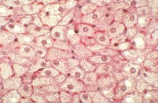 Régulation du développement des adipocytes bruns par les réseaux de microARNs
