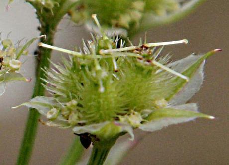 3 orlaya fr marnay 23 juin 2013 p 036.jpg