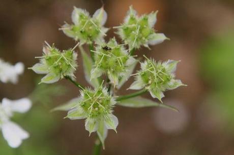 2 orlaya marnay 23 juin 2013 039.jpg