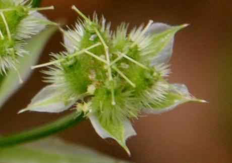 4 orlaya fr marnay 23 juin 2013 040.jpg