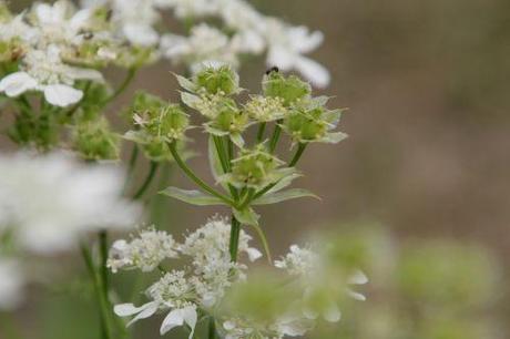 1 orlaya marnay 23 juin 2013 035.jpg