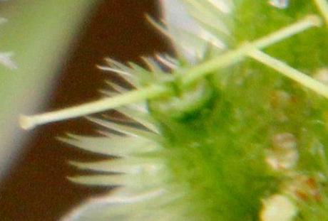 5 orlaya fruit rec marnay 23 juin 2013 040.jpg