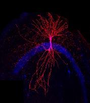 NEURO: Un seul gène clé peut bloquer le développement de l'enfant – Journal of Neuroscience
