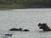 Afrique Parc zone humide d’iSimangaliso