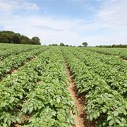 Georges, le spécialiste des variétés
