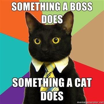 Something-a-boss-does-Something-a-cat-does