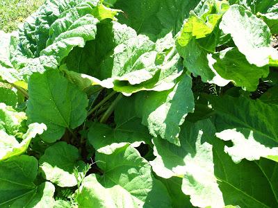 Muffins de saison à la rhubarbe, fraise & banane