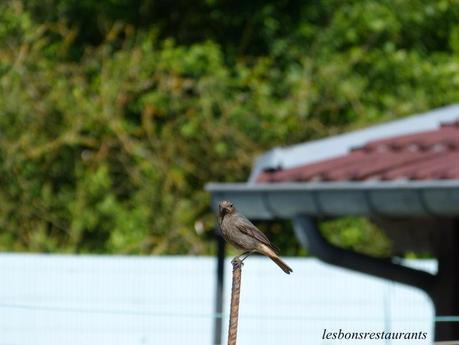 PIOU PIOU ET MARC AU JARDIN