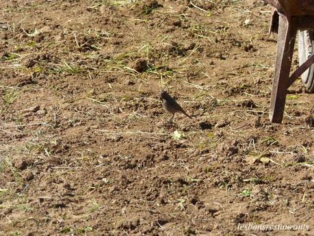 PIOU PIOU ET MARC AU JARDIN