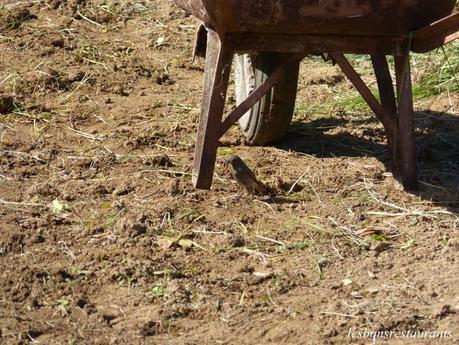 PIOU PIOU ET MARC AU JARDIN