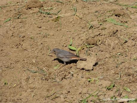 PIOU PIOU ET MARC AU JARDIN
