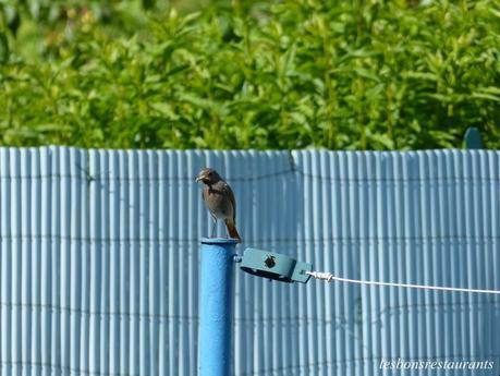 PIOU PIOU ET MARC AU JARDIN