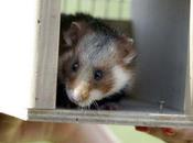 grands hamsters lachés dans champs alsaciens depuis juin