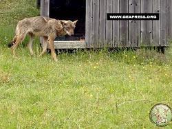 Bologne - Une louve sauvée par un berger