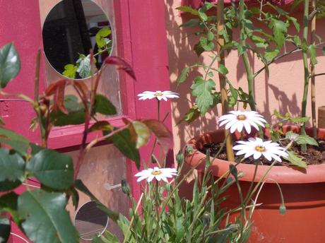 réflection en terrasse