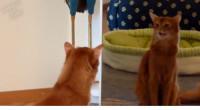 chats-vs-miroir