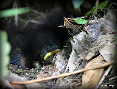 La saison semble s'installer, certes, à petits pas, mais ...
