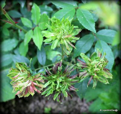 La saison semble s'installer, certes, à petits pas, mais ...