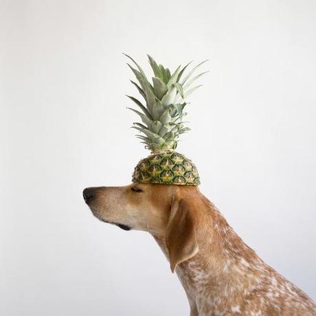 photo du chien Maddie avec ananas